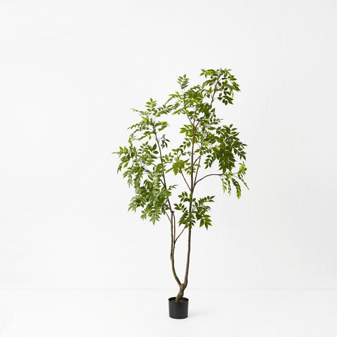Japanese Lacquer Tree - Evergreen Walls