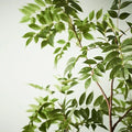 Japanese Lacquer Tree - Evergreen Walls