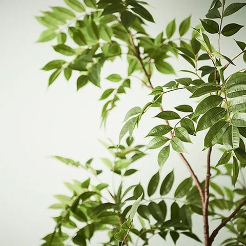 Japanese Lacquer Tree - Evergreen Walls