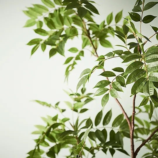 Japanese Lacquer Tree - Evergreen Walls