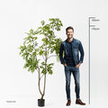 Japanese Lacquer Tree - Evergreen Walls