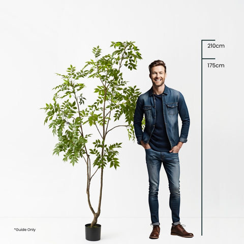 Japanese Lacquer Tree - Evergreen Walls