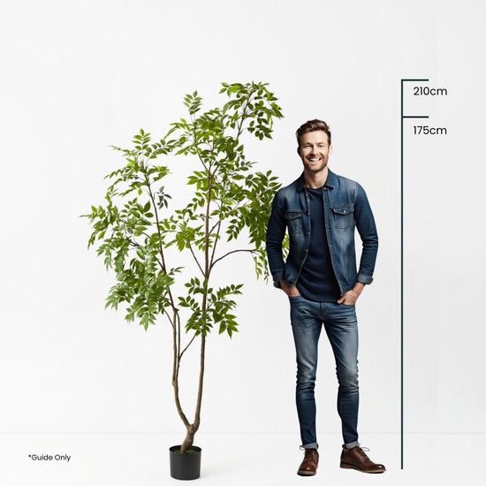 Japanese Lacquer Tree - Evergreen Walls