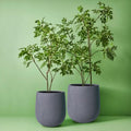 Japanese Lacquer Tree - Evergreen Walls