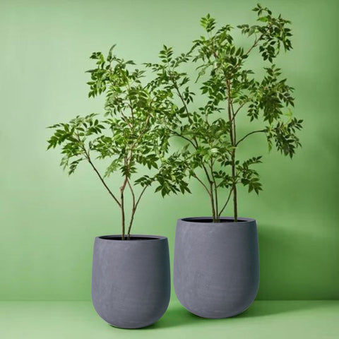 Japanese Lacquer Tree - Evergreen Walls