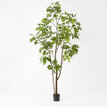 Japanese Lacquer Tree - Evergreen Walls