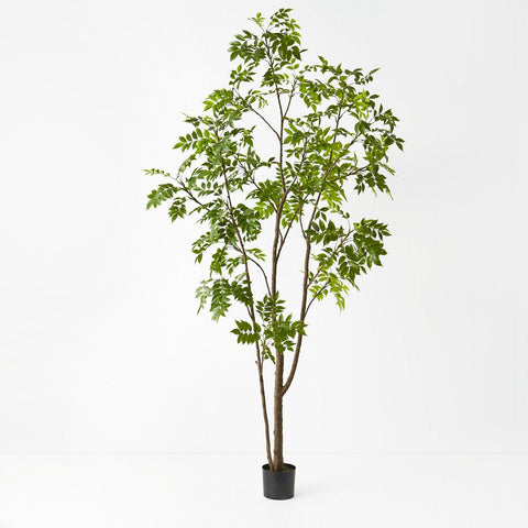 Japanese Lacquer Tree - Evergreen Walls