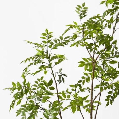Japanese Lacquer Tree - Evergreen Walls