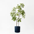Japanese Lacquer Tree - Evergreen Walls