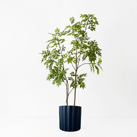 Japanese Lacquer Tree - Evergreen Walls
