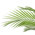 Kentia Palm Tree UV 180cm - Evergreen Walls