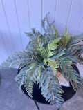 Leather Fern Bush UV Large 60cm - Evergreen Walls