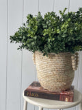 Milan Leaves Bush (UV) - Evergreen Walls