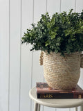 Milan Leaves Bush (UV) - Evergreen Walls