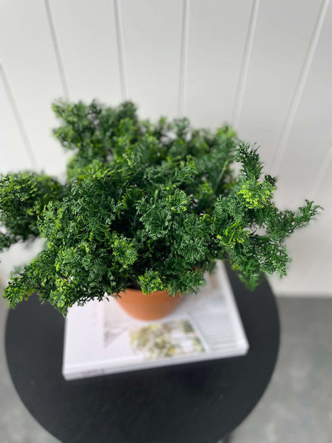 Moss Bush Green 35cm - Evergreen Walls