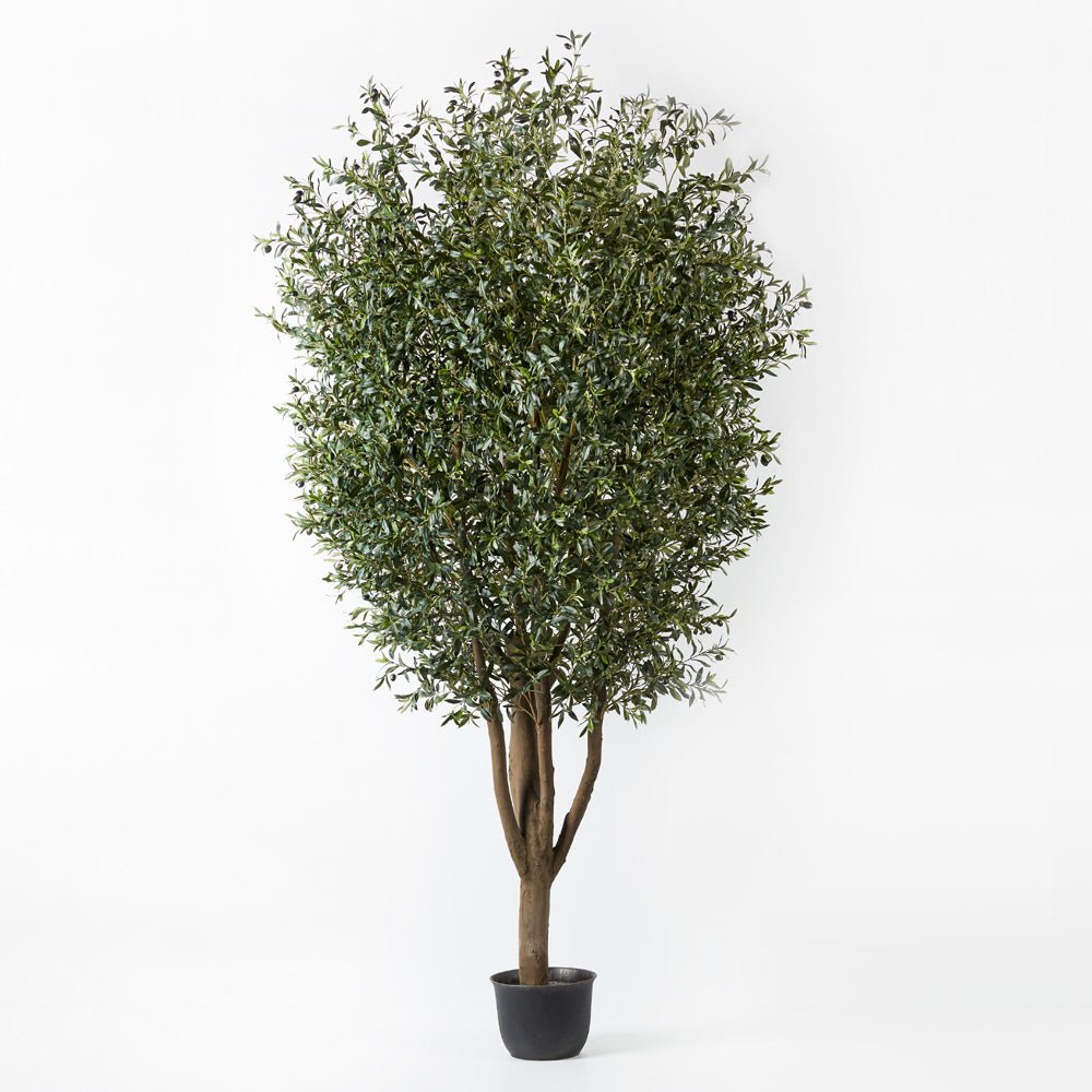 Olive Tree 300cm - Evergreen Walls