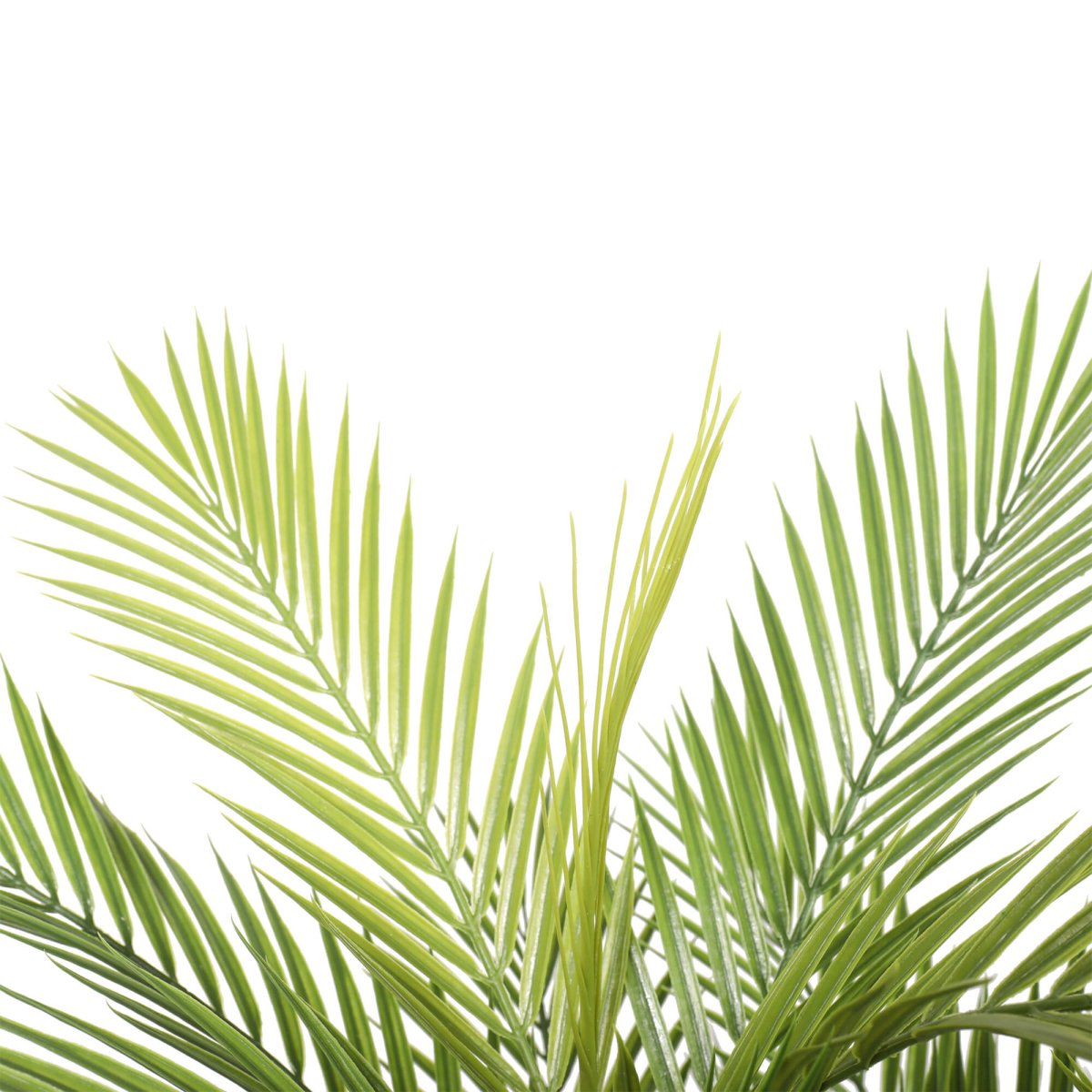 areca palm 150cm Areca Palm UV 150cm – Evergreen Walls