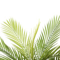 Pair Bundle - 2 x Areca Palm Plants UV 150cm - Evergreen Walls