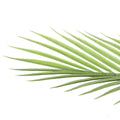 Pair Bundle - 2 x Areca Palm Plants UV 150cm - Evergreen Walls