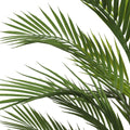 Pair Bundle - 2 x Areca Palms UV 180cm - Evergreen Walls