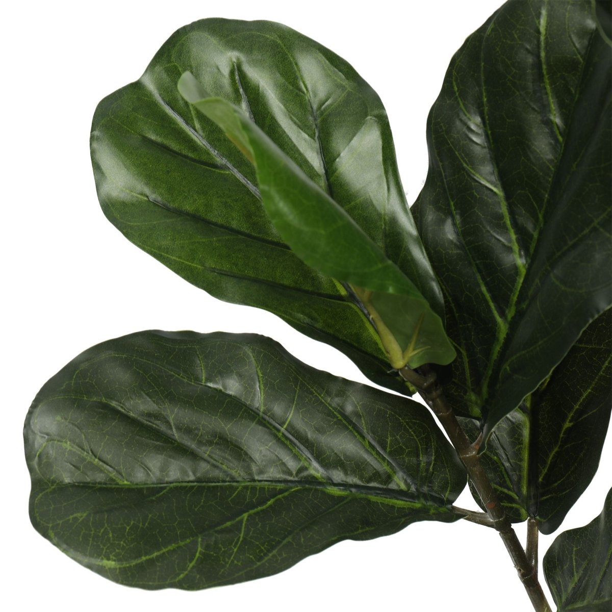 Pair Bundle - 2 x Ficus Fiddle Leaf Plants 120cm - Evergreen Walls