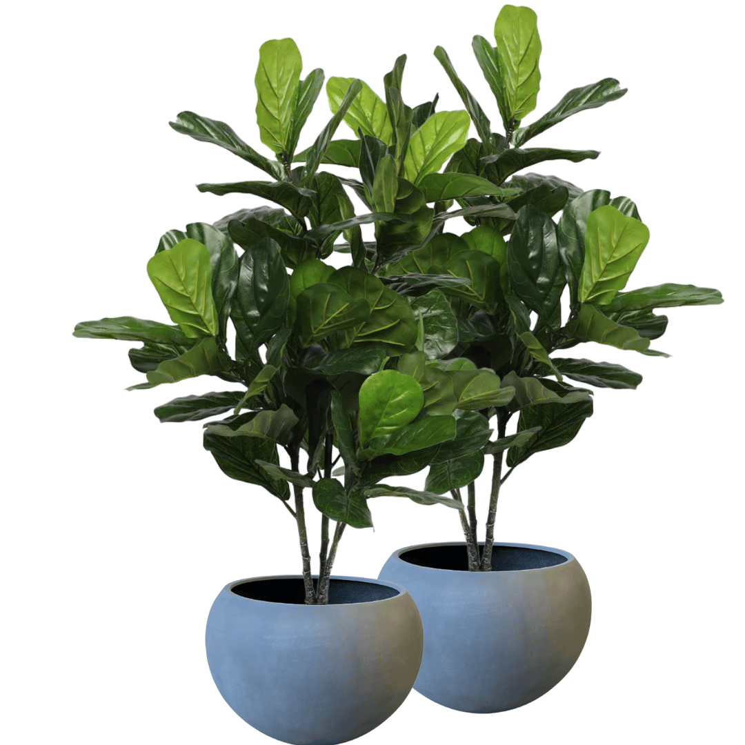 Pair Bundle - 2 x Ficus Fiddle Leaf Plants 120cm - Evergreen Walls