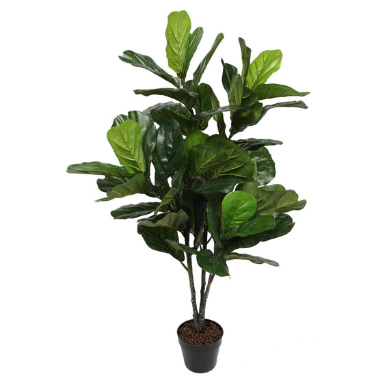 Pair Bundle - 2 x Ficus Fiddle Leaf Plants 120cm - Evergreen Walls