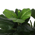 Pair Bundle - 2 x Ficus Fiddle Leaf Plants 85cm - Evergreen Walls