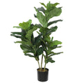 Pair Bundle - 2 x Ficus Fiddle Leaf Plants 85cm - Evergreen Walls