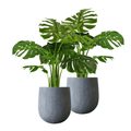 Pair Bundle - 2 x Monstera Plants 85cm - Evergreen Walls