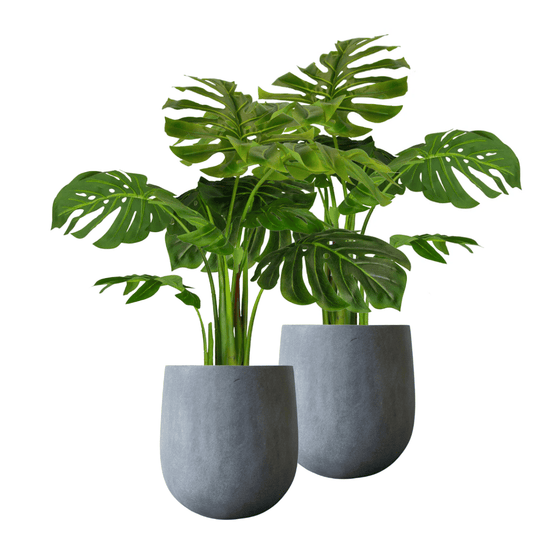 Pair Bundle - 2 x Monstera Plants 85cm - Evergreen Walls