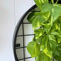 Planter Discs - Evergreen Walls