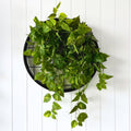 Planter Discs - Evergreen Walls
