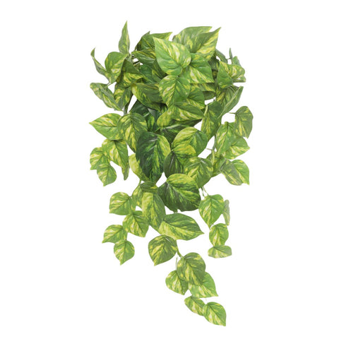 Pothos Variegated Hanging Bush 60cml - Evergreen Walls