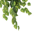 Pothos Variegated Hanging Bush 60cml - Evergreen Walls
