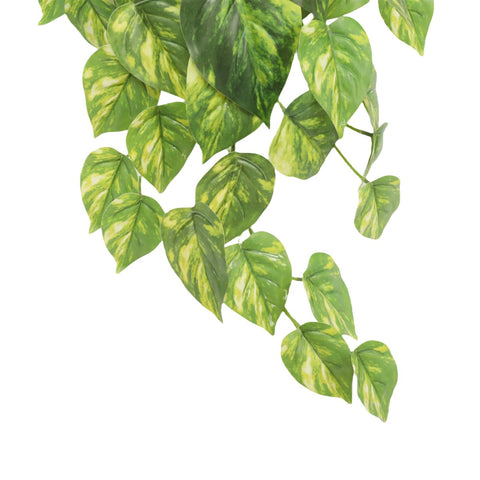 Pothos Variegated Hanging Bush 60cml - Evergreen Walls