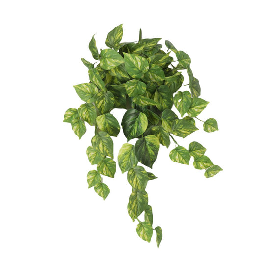 Pothos Variegated Hanging Bush 60cml - Evergreen Walls