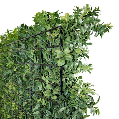 Premium Hedge - Evergreen Walls