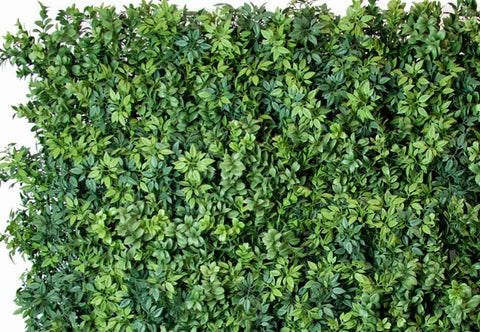 Premium Hedge - Evergreen Walls