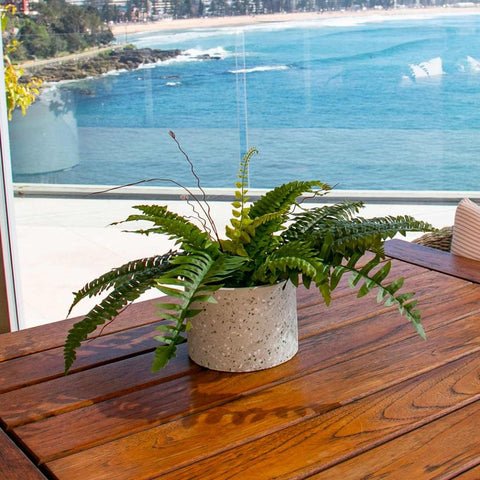 Small Boston Fern 43cm - Evergreen Walls