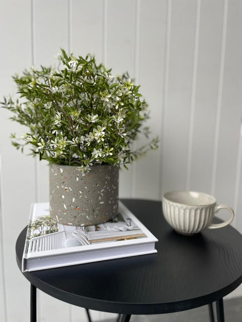 Star of Jasmine Bush (UV) - Evergreen Walls
