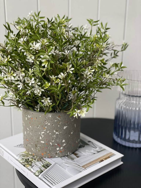 Star of Jasmine Bush (UV) - Evergreen Walls