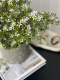 Star of Jasmine Bush (UV) - Evergreen Walls