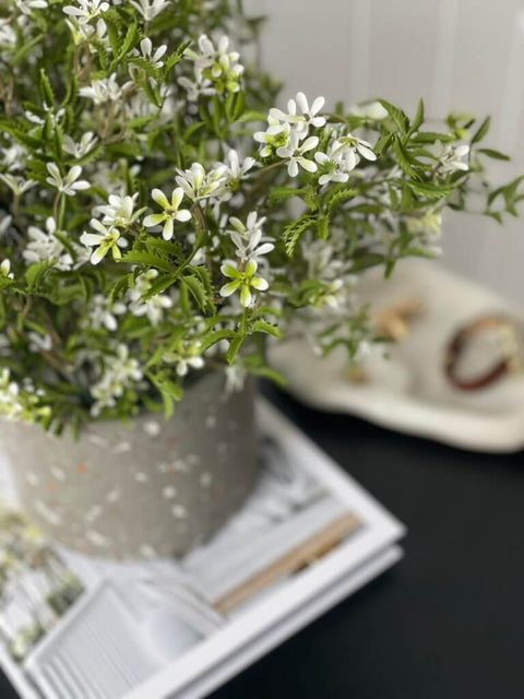 Star of Jasmine Bush (UV) - Evergreen Walls