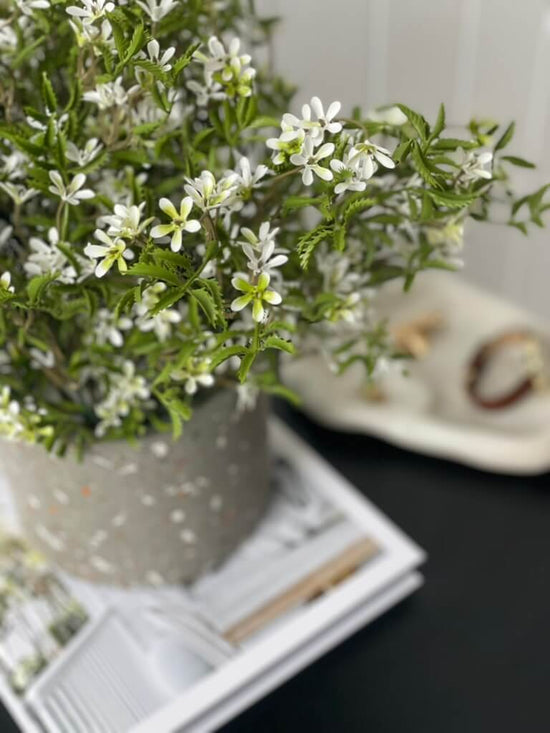 Star of Jasmine Bush (UV) - Evergreen Walls