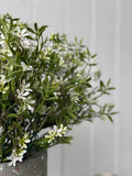 Star of Jasmine Bush (UV) - Evergreen Walls