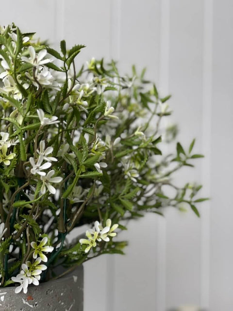 Star of Jasmine Bush (UV) - Evergreen Walls