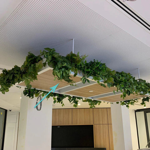 Syngonium Hanging Bush 76cmL - Evergreen Walls