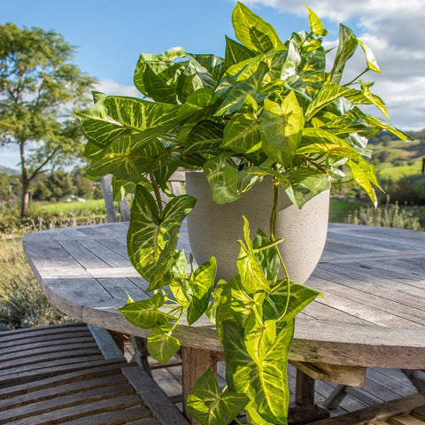 Syngonium Hanging Bush 76cmL - Evergreen Walls