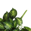 Syngonium Hanging Bush Dark Green 80cml - Evergreen Walls